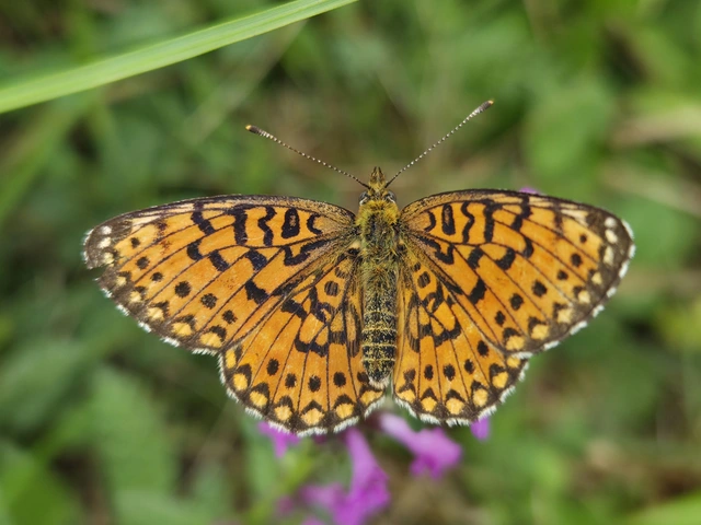 Boloria selene - fakó gyöngyházlepke