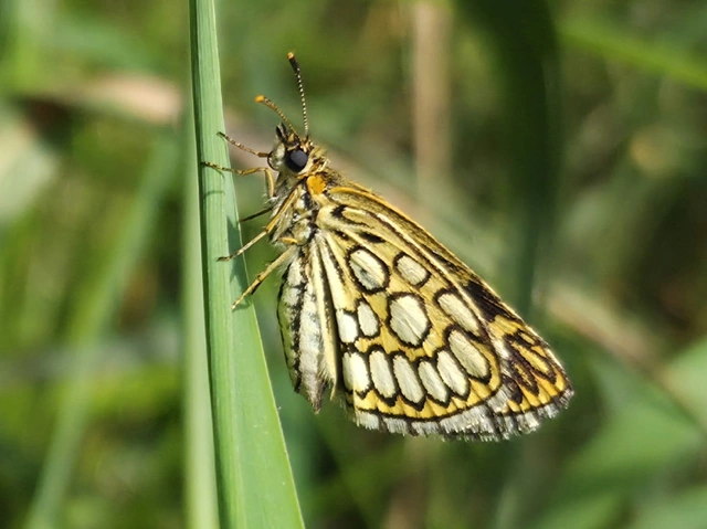 Heteropterus morpheus - tükrös busalepke