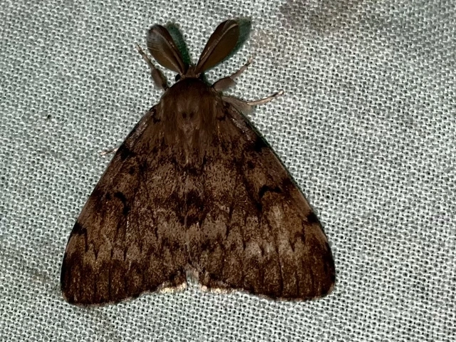 Lymantria dispar - gyapjaslepke