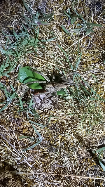 Hogna radiata - réti farkaspók
