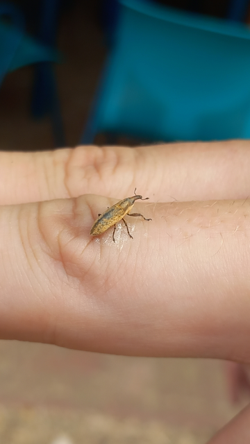 Lixus brevipes - vaskosorrú dudvabarkó