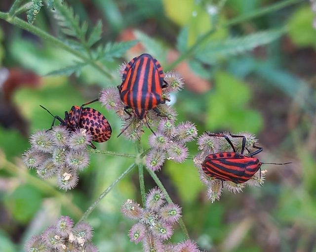 Graphosoma italicum - csíkos pajzsospoloska