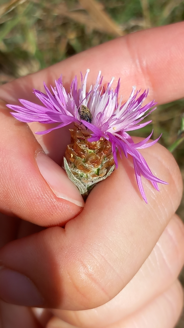 Larinus obtusus - imola-púderbarkó