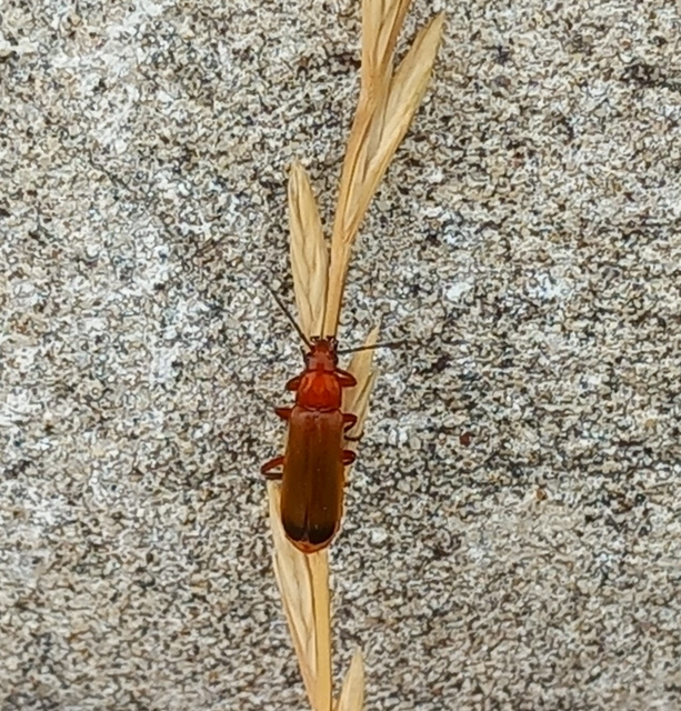 Rhagonycha fulva - feketevégű lágybogár