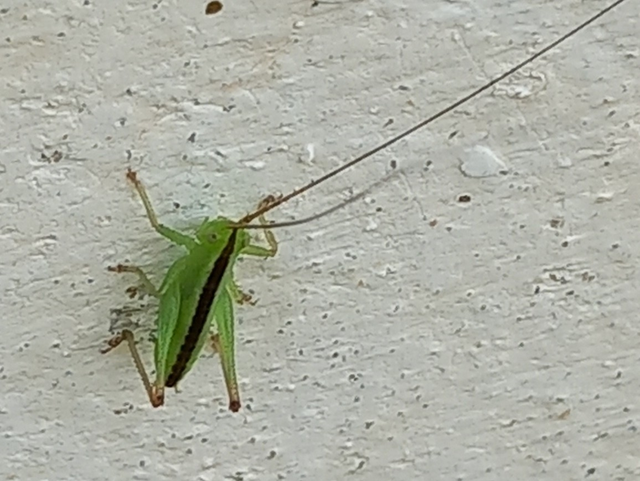 Conocephalus fuscus - kis kúpfejűszöcske