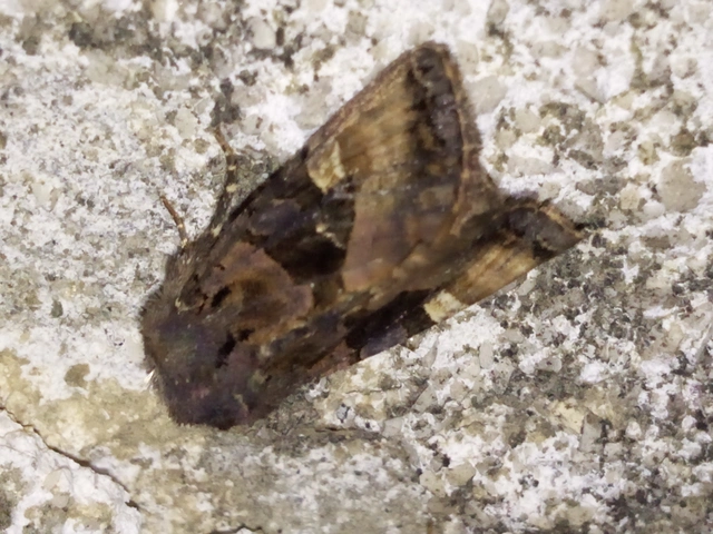 Euplexia lucipara - szeder-csipkésbagoly