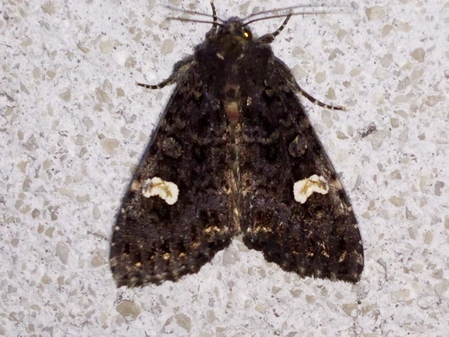 Melanchra persicariae - fehérfoltos kertibagoly