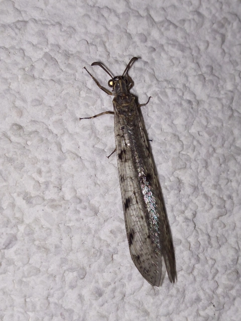 Distoleon tetragrammicus - négyfoltos hangyaleső