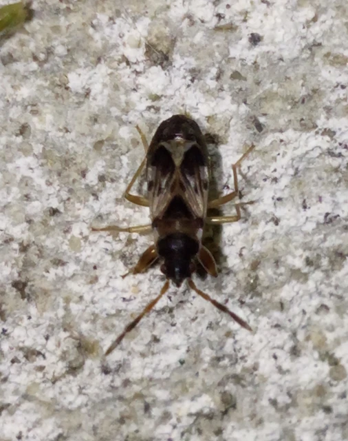 Scolopostethus Scolopostethus