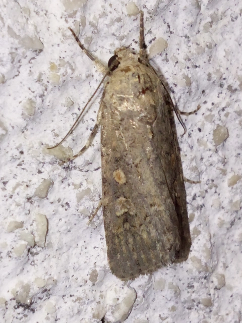 Spodoptera exigua - apró jegyesbagoly