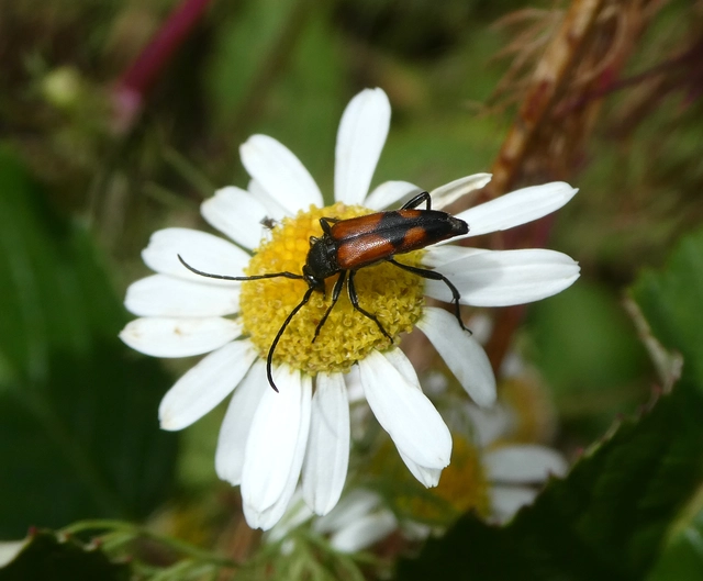 Stenurella bifasciata - kétöves karcsúcincér