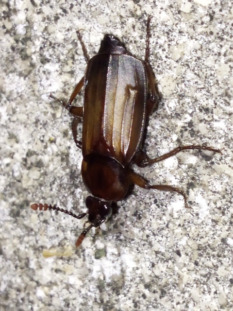 Necrodes littoralis - nagy dögbogár
