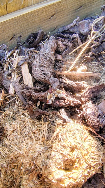 Pyralis farinalis - lisztilonca