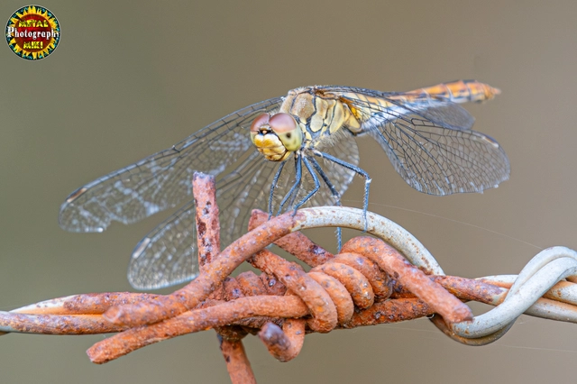 Sympetrum sanguineum - vörös katona-szitakötő