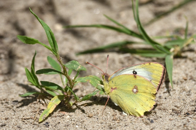 Colias alfacariensis - déli kéneslepke