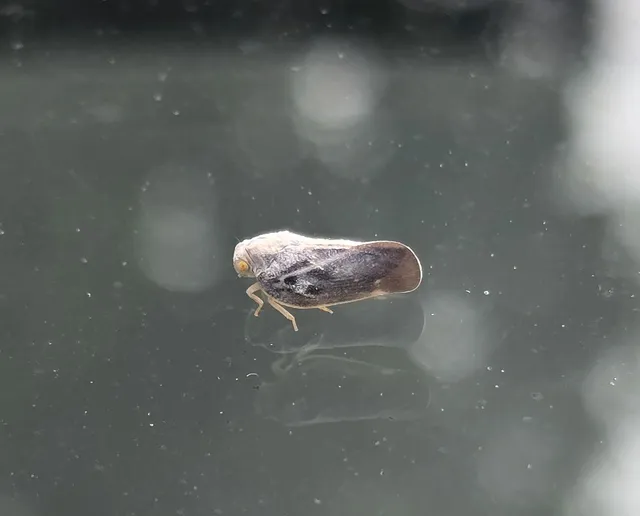 Metcalfa pruinosa - amerikai lepkekabóca