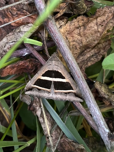Grammodes bifasciata - kétsávos övesbagoly
