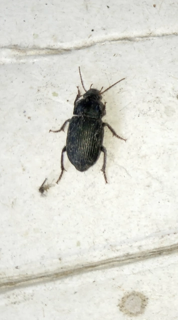 Anisodactylus signatus - nagy homlokjegyesfutó