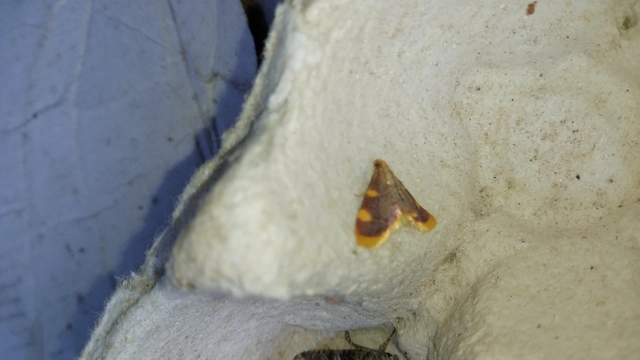 Hypsopygia costalis - szénailonca
