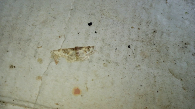 Idaea rusticata - tarka apróaraszoló