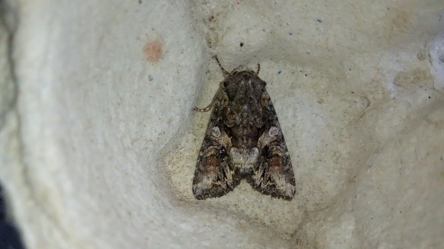 hamuszürke kertibagoly - Lacanobia contigua