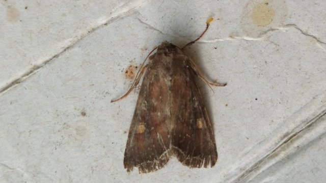 Lacanobia oleracea - saláta-kertibagoly Lacanobia oleracea - saláta-kertibagoly