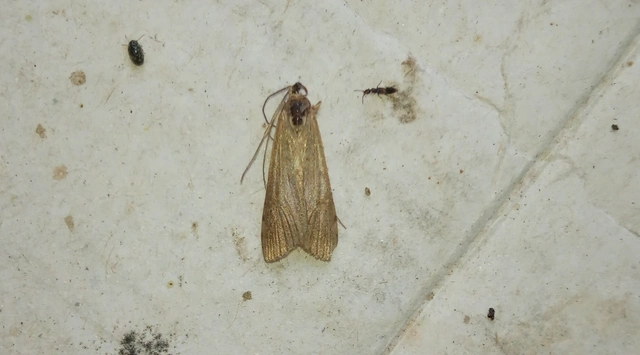 Nomophila noctuella - közönséges vándormoly