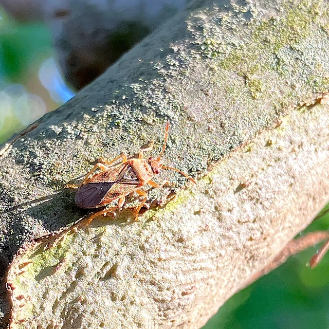 Arocatus longiceps - platánbodobács