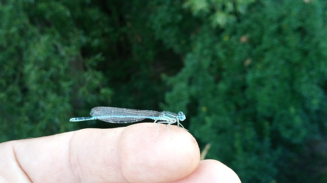 Platycnemis pennipes - széleslábú szitakötő
