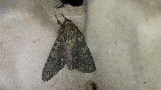 Acronicta rumicis - sóska-szigonyosbagoly