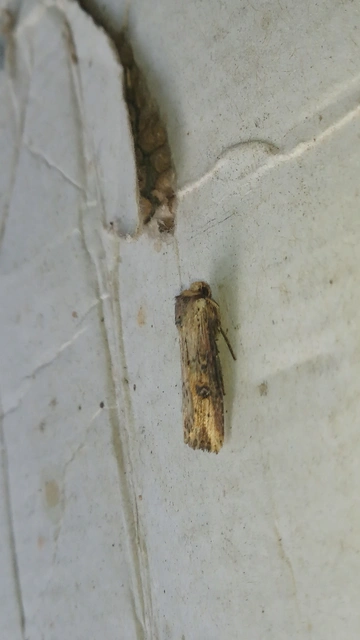 Axylia putris - vonalkás földibagoly
