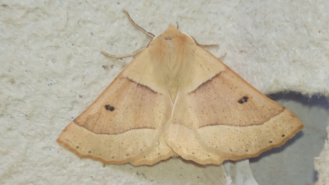 sárga sávosaraszoló - Crocallis elinguaria