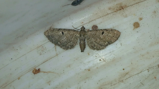 üröm-törpearaszoló - Eupithecia absinthiata