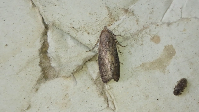 nagy viaszmoly - Galleria mellonella