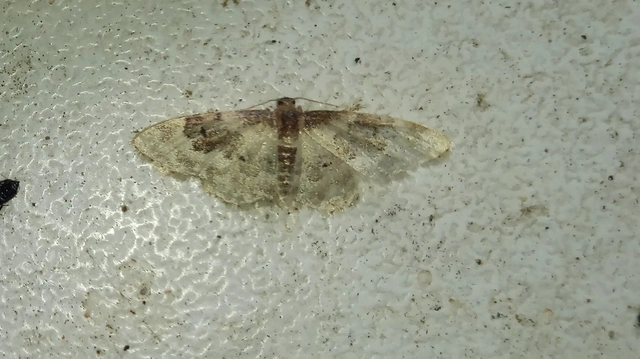 Idaea rusticata - tarka apróaraszoló