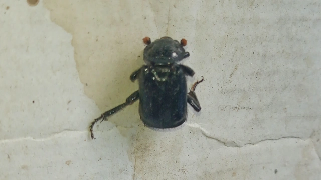 Nicrophorus humator - fekete temetőbogár