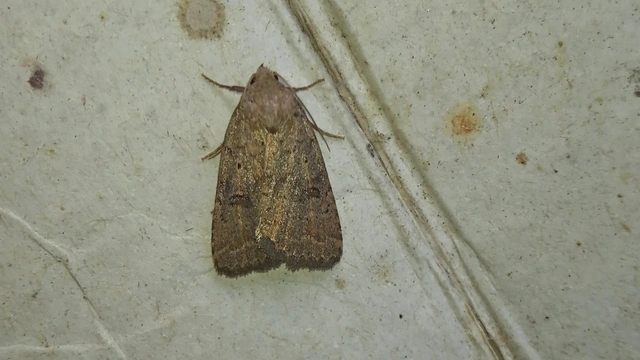 homoki lápibagoly - Athetis furvula