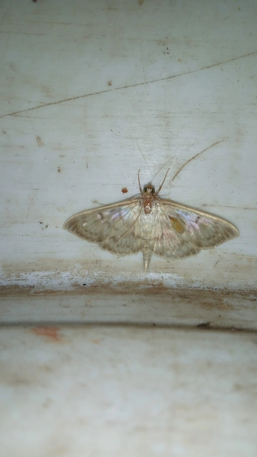 Patania ruralis - csalánevő tűzmoly