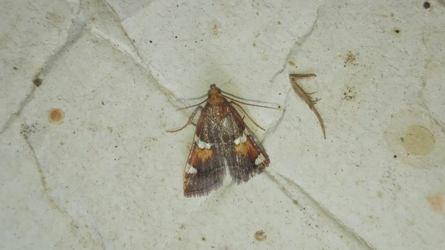 Pyralis regalis - pompás fényilonca