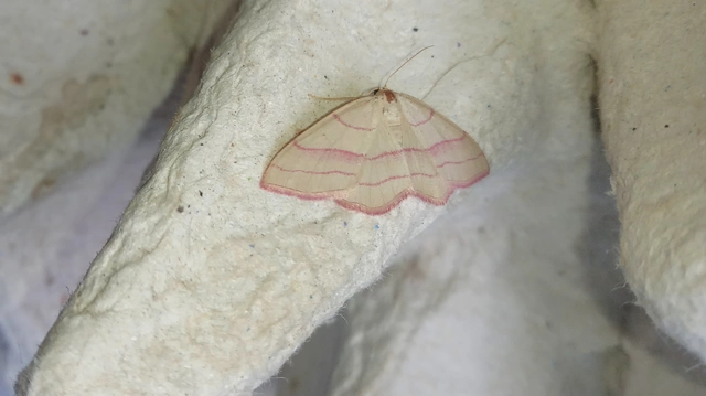 Rhodostrophia vibicaria - pirosszélű araszoló