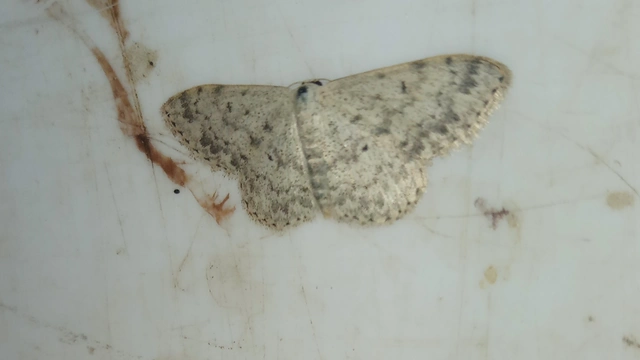 pettyes sávosaraszoló - Scopula marginepunctata