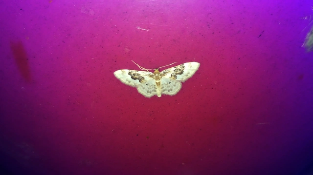 Idaea rusticata - tarka apróaraszoló