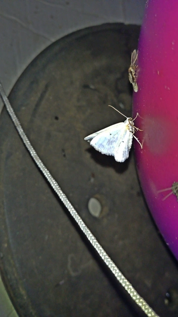 Lomographa temerata - foltos fehéraraszoló