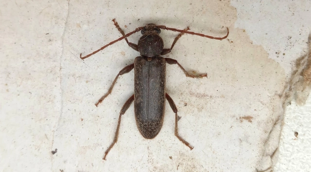 Trichoferus campestris - szállóvendég éjicincér