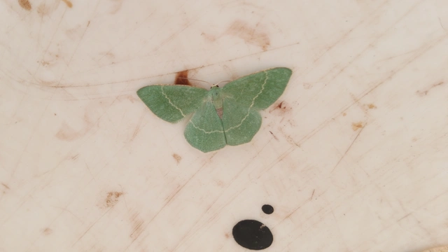 Chlorissa cloraria - sárgászöld araszoló