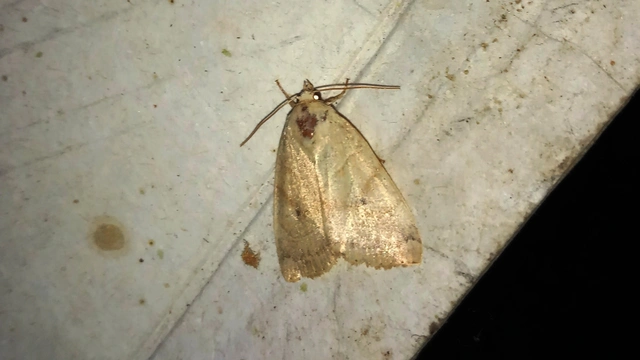 Cosmia trapezina - közönséges lombbagoly