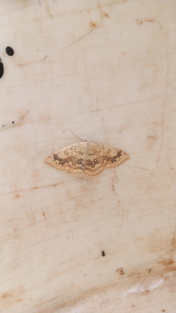 Cyclophora annularia - gyűrűs pettyesaraszoló