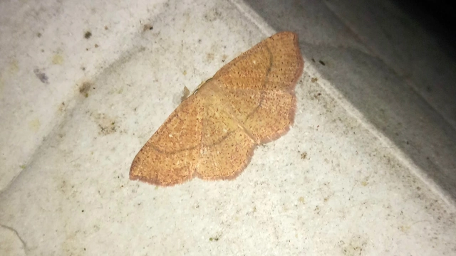 Cyclophora ruficiliaria - vörösrojtú pettyesaraszoló