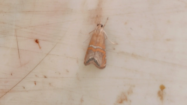 Euchromius bella - cifra mozaikmoly