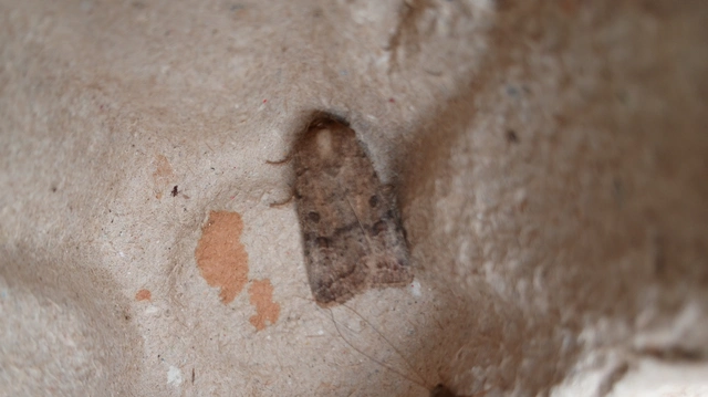 Hoplodrina octogenaria - barna selymesbagoly